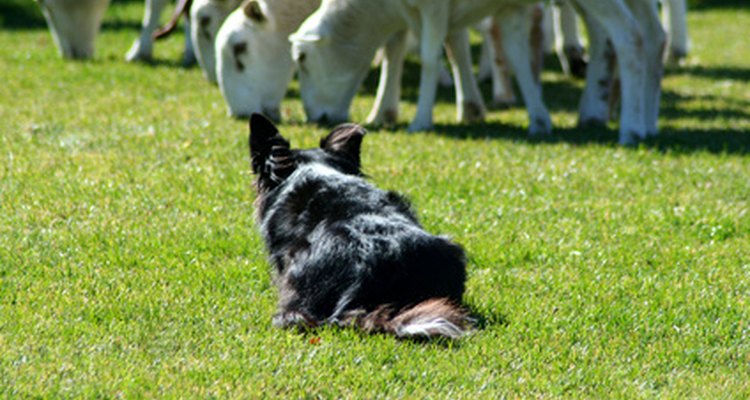 Su agudo instinto de pastoreo e inteligencia hacen que sea fácil entrenar a un Borador.