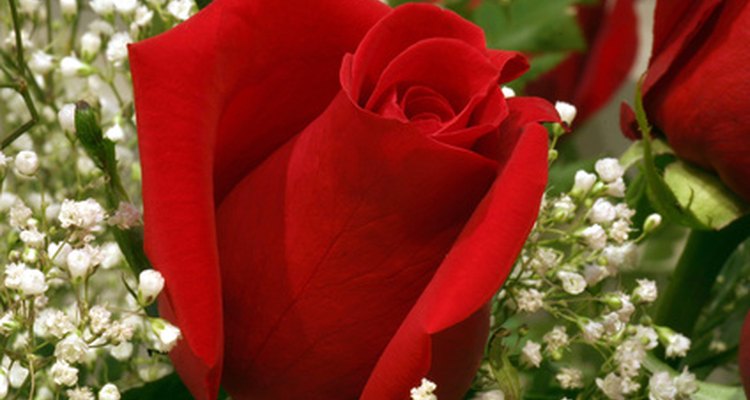Las rosas son maravillosas para dejarlas en la tumba de un ser querido.