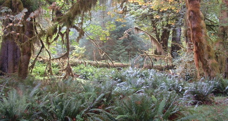 Muchas plantas son únicas en la selva del Amazonas.