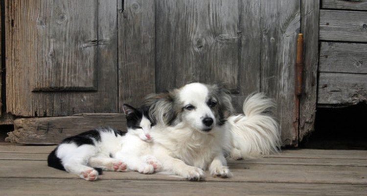 Tanto gatos quanto cachorros precisam de vacinas anualmente para prevenir doenças fatais