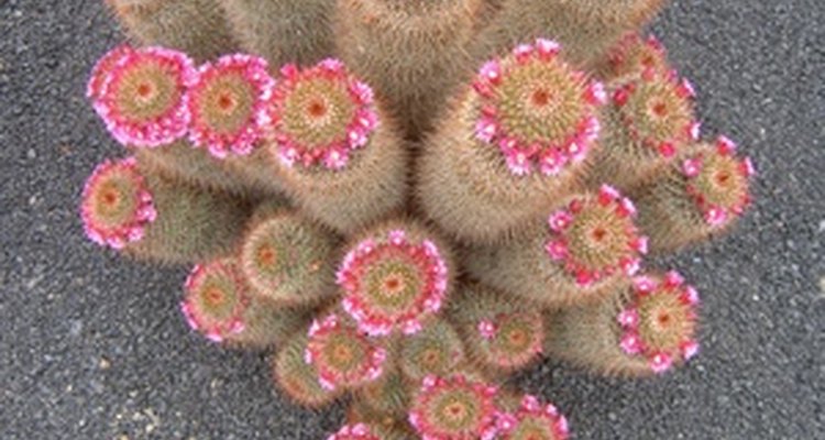 Cactus del desierto floreciendo.