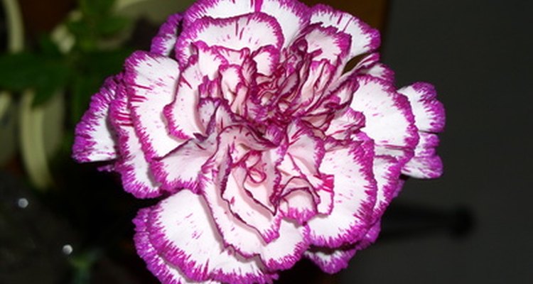 Los claveles crecen con flores de diferentes colores incluyendo las bicolores.