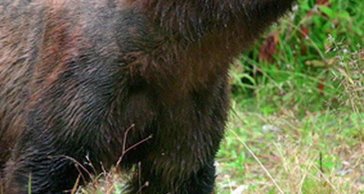 Los osos pardos están dispersos en la zona templada del Hemisferio Norte.