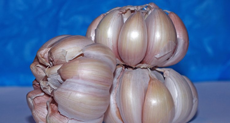 Fresh bulbs of garlic