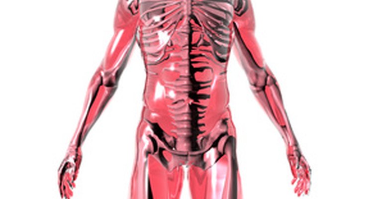 Projetos de anatomia e fisiologia podem ajudar os estudantes a reter informações