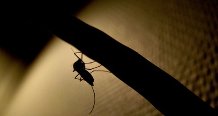 O odor de animais mortos pode atrair insetos transmissores de doenças fatais