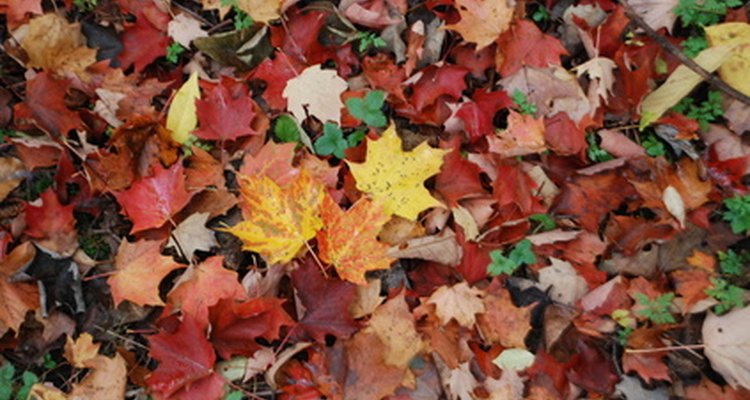 Los árboles del bosque de hoja caduca pierden sus hojas en otoño.