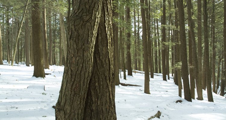 Eastern and western hemlocks are North American conifers.