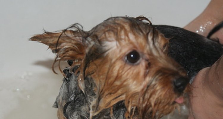 Grooming can be stressful for a dog, especially if it is his first time.