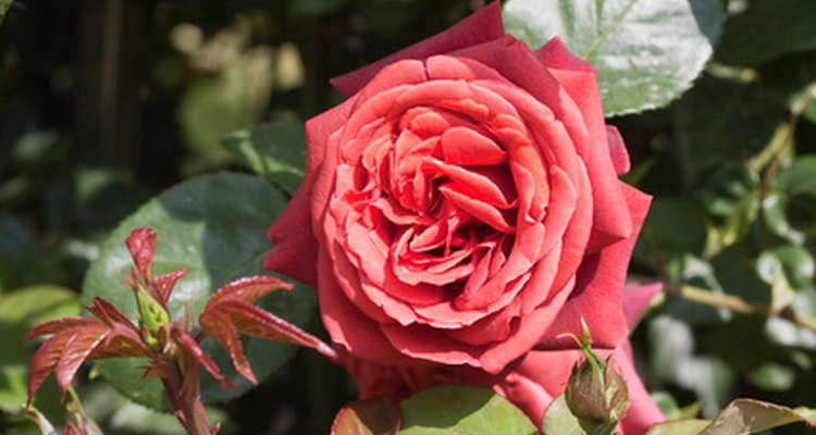 Compra un rosal para simbolizar tu amor.