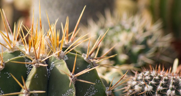 El cactus estrella está en peligro de extinción.