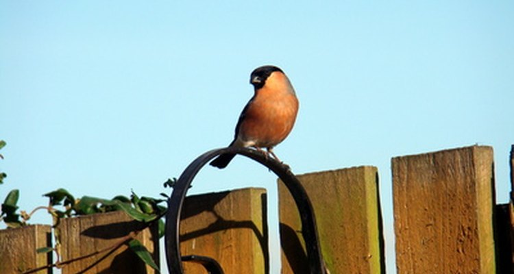 Inability or unwillingness to perch is a sick bird symptom.
