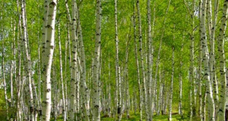 Birches are pioneer trees in the wild.