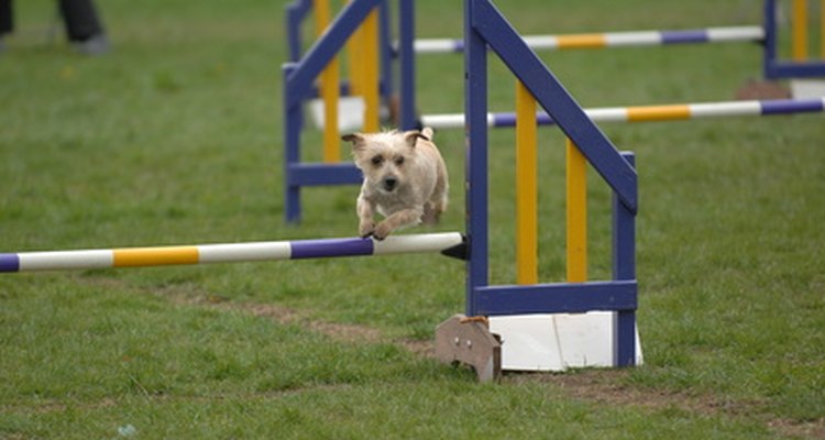 Es sencillo armar tu propio equipo para el deporte de agilidad para tu perro.