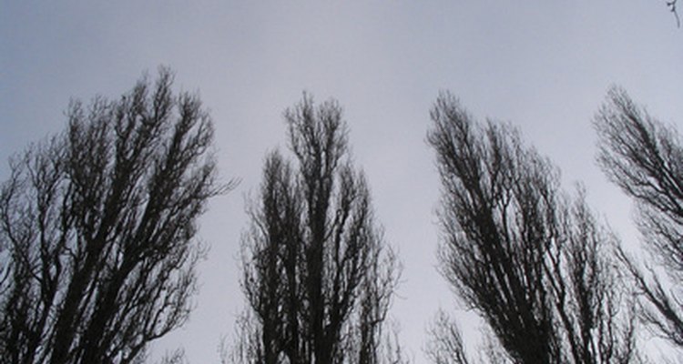 Poplar trees make good windbreaks, decorative trees and have pliable wood.
