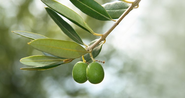 El fruto de nim se parece a las aceitunas y su compuesto insecticida no es dañino para los humanos.