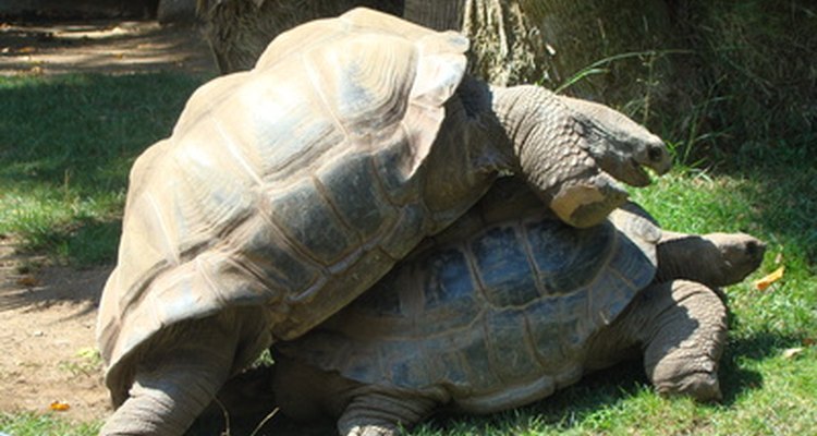 Todas las tortugas, de mar y tierra, con excepción de la tortuga laúd, conciben durante la primavera.