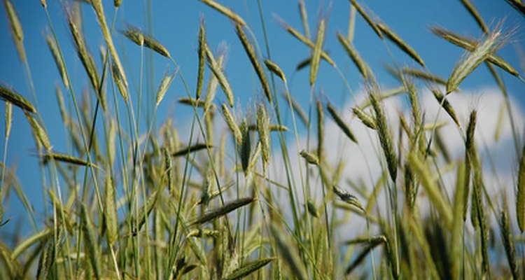 Rye requires little water, making it a reliable food source.