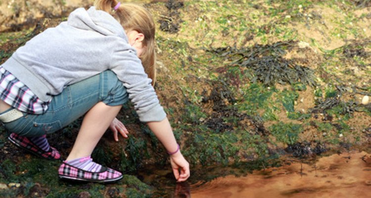 Rock pools are fascinating to look at.