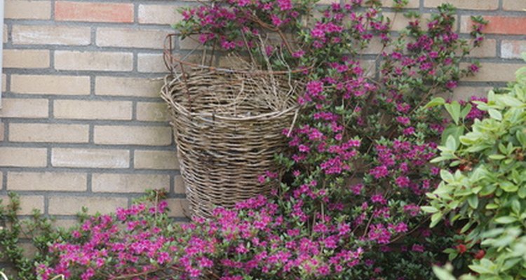 Azaleas are shade-loving bushes that make excellent focal points in a landscape design.