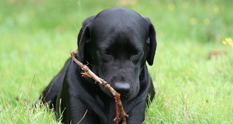 Los cachorros labradores negros suelen morder objetos cuando les están saliendo los dientes.