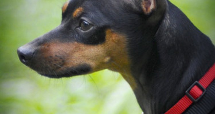 As orelhas do pinscher miniatura devem ser cortadas para atender ao padrão da raça