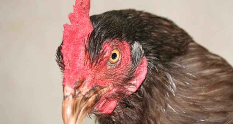 Las gallinas ponen aproximadamente un huevo al día.