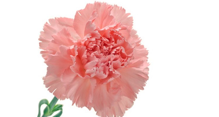 Carnation plants benefit from regular dividing.