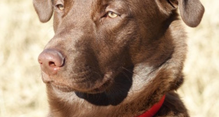 A dog collar's components, shape or fit can contribute to hair loss.