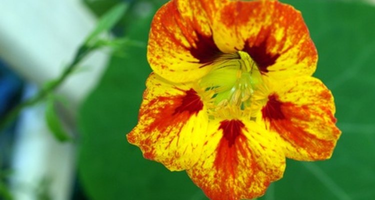 Nasturtiums do well in acidic soil and are lovely in the garden.
