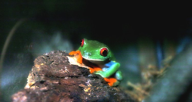 Las ranas de árbol de ojos rojos también comen plantas.