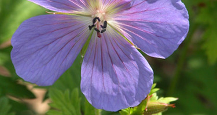 The geranium is a hardy perennial.