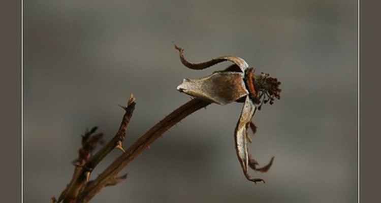 Dead flowers are just as visually interesting as live ones.