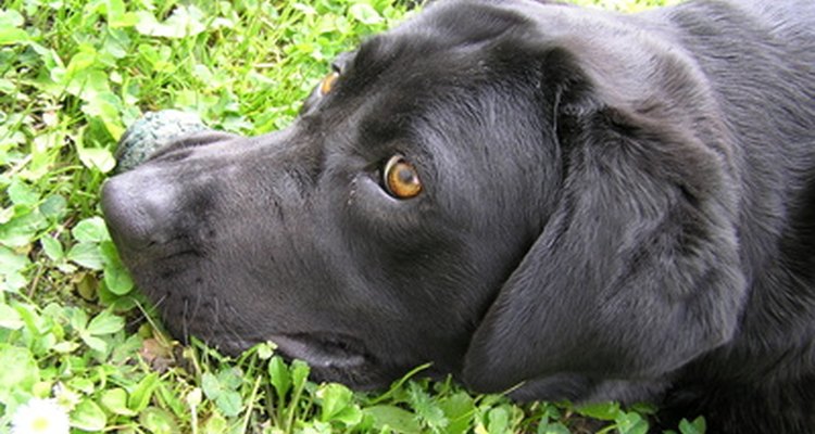 Los perros con pelaje adelgazado y con mal olor deben ser revisados por un veterinario.