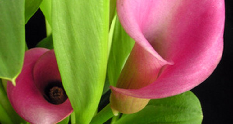 Calla lilies pair well with full, sun-loving plants and flowers.