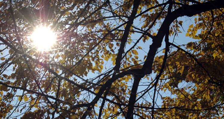 People with photosensitivity are given a break on window tinting laws.
