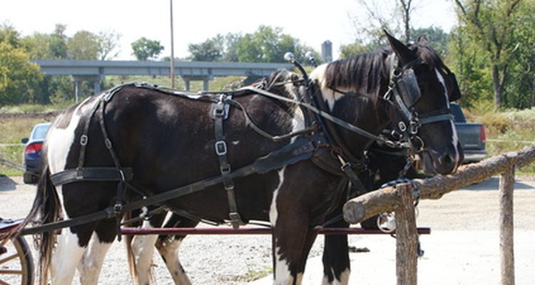 Las comunidades Amish viven según un código de conducta general.