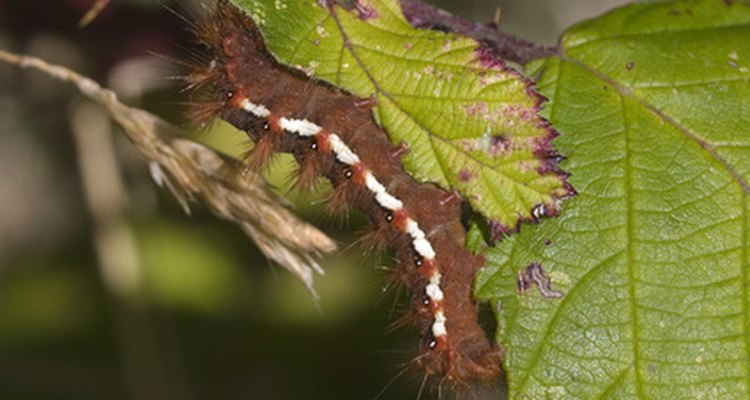 Las larvas de polillas son las principales plagas de muchas plantas.