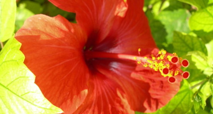 Los hibiscos tropicales son coloridos y exóticos.