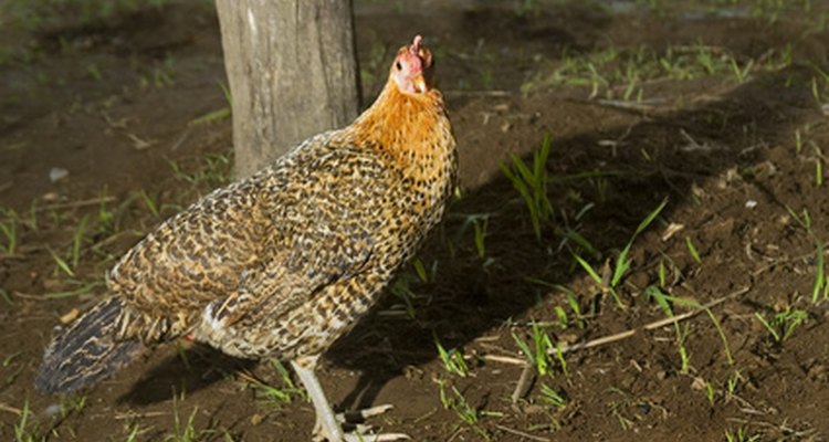 Los pollos criados de manera orgánica deben tener acceso al exterior.