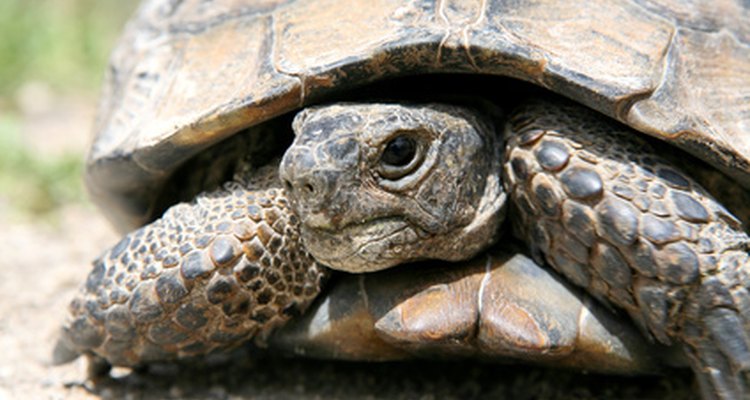 Las tortugas eran a menudo identificadas significados cósmicos.