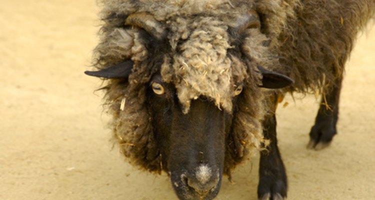 Wool's crinkled structure traps air against the skin.