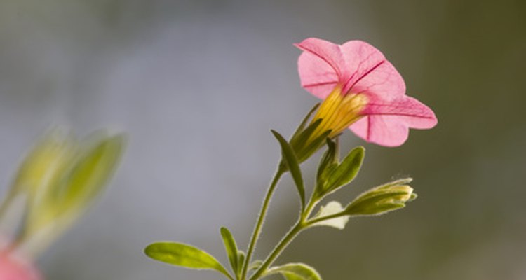 The sepals on this petunia are clear, some enclosing buds, with one calyx showing at the base of the open petunia's corolla.