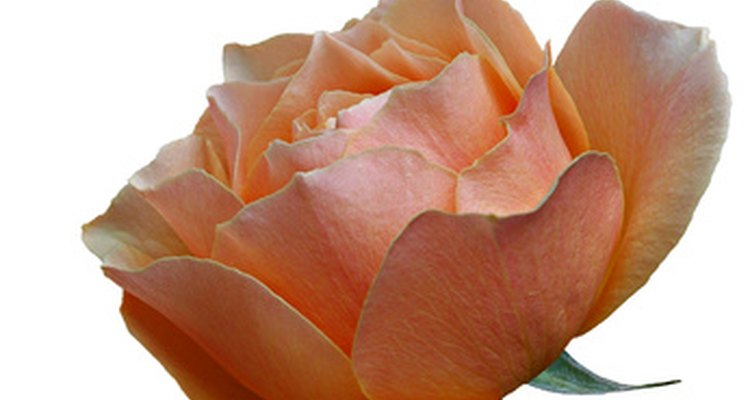 Christening gifts can be very elaborate or as simple as a flower.