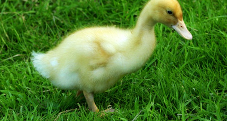 Un pato es un ejemplo de un organismo involucrado en las cadenas alimentarias acuáticas y terrestres.