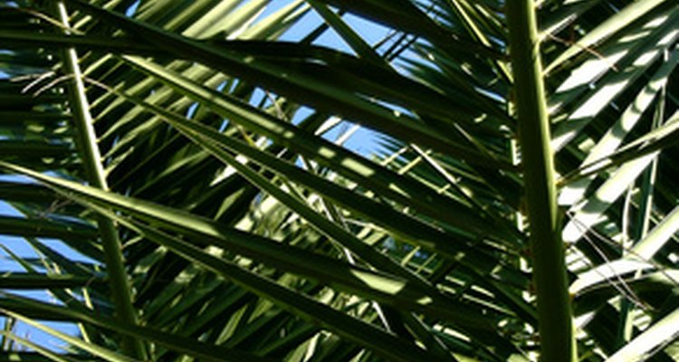 Las palmeras pindó tienen hojas largas y emplumadas.