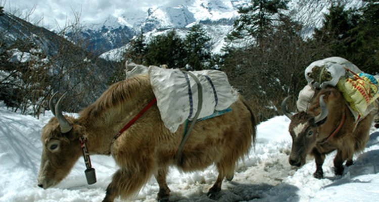 Yaks survive in harsh mountainous climates.