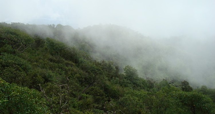 Cloud forests are distinguished by misty clouds lingering in forest's canopy.