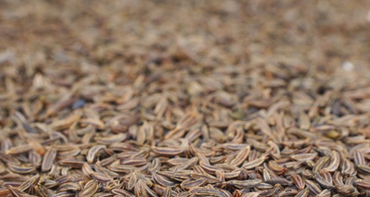 Black cumin, a native plant from the Mediterranean to East India, is widely used in Morocco for cooking and medicine.