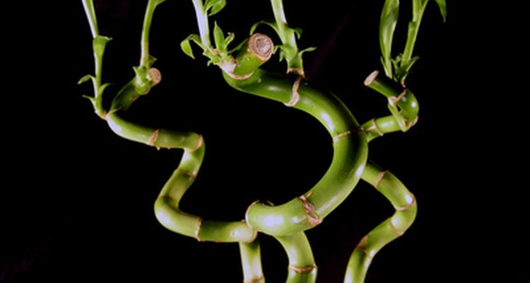 Dragon's blood plants are often called lucky bamboo, but are not in fact a bamboo plant.